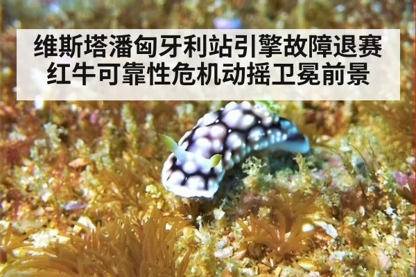 维斯塔潘匈牙利站引擎故障退赛 红牛可靠性危机动摇卫冕前景